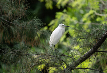 white heron on a lake in natural conditions at dawn in the country of Thailand