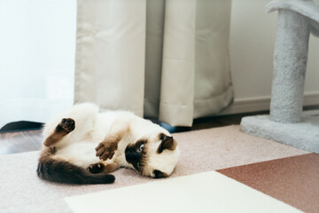 シャム猫ミックスの子猫