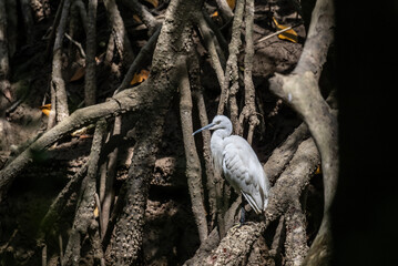 white heron on a lake in natural conditions at dawn in the country of Thailand