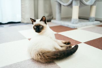 シャム猫ミックスの子猫