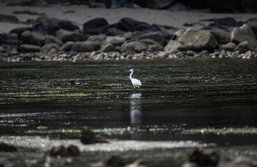 white heron on a lake in natural conditions at dawn in the country of Thailand