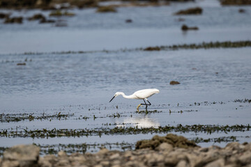 white heron on a lake in natural conditions at dawn in the country of Thailand