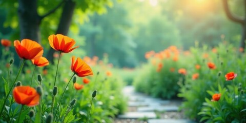 Vibrant Orange Poppies Blooming Along a Serene Garden Path in Soft Sunlight