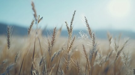 Fototapeta premium Wheat field close up