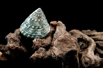 Green Tectus pyramis seashell on on driftwood