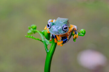 Green tree frog on leaf