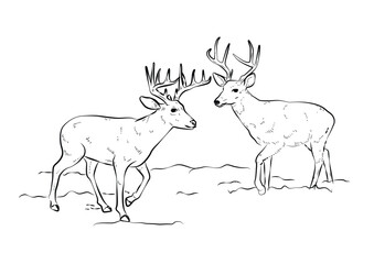Obraz premium Deer Outline drawing wild animals, black and white outline vector cartoon illustration
