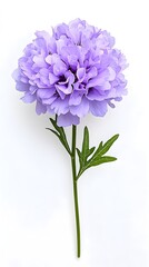 Obraz premium Beautiful Lavender Peony Flower Isolated on White Background