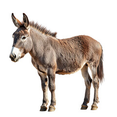 Fototapeta premium Grey Donkey Portrait
