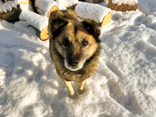 Cute Senior Dog Fluffy Fur with Snowflakes in Yard 