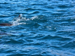 Naklejka premium natural water