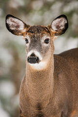 Portrait of a mature white-tailed deer buck with shed antlers