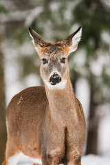 Portrait of an alert white-tailed deer