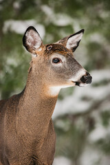 White-tailed deer buck with wound from recently shed antlers