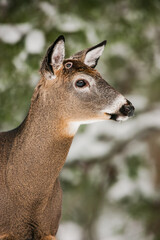 Obraz premium White-tailed deer buck with wound from recently shed antlers