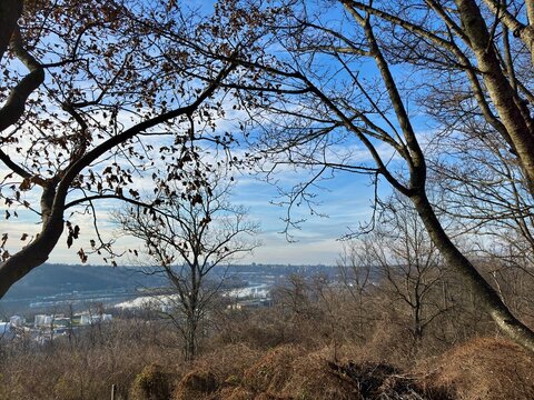Scenic view of trees, branches framing river and Cincinnati skyline