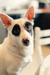 Close up portrait black and white domestic dog