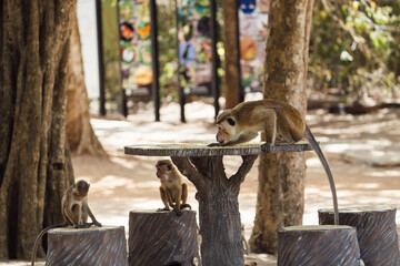 Mother and two young monkeys stealing food from table