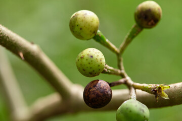 Close-up view of fresh pea eggplant on tree branch