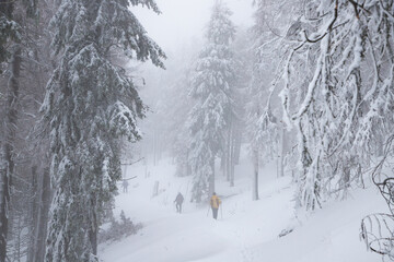 winter wonderland with snowy fir trees in the mountains