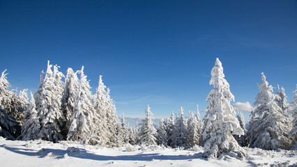 winter wonderland with snowy fir trees in the mountains