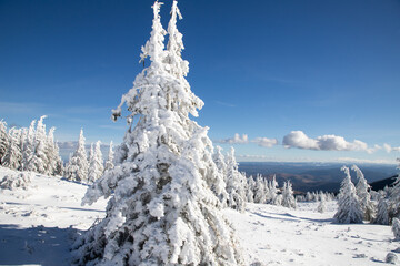 winter wonderland with snowy fir trees in the mountains