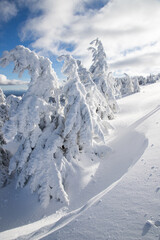 winter wonderland with snowy fir trees in the mountains