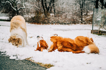 Dogs playing and rolling in the snow