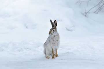 Wild hare sitting on snow in winter landscape.