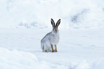 Wild hare sitting on snow in winter landscape. © Cavan