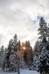 Winter landscape. Dense fir forest covered with snow against the sky