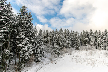 Winter landscape. Dense fir forest covered with snow against the sky