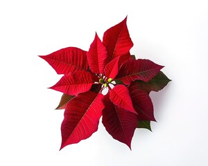 Poinsettia, top view isolated on a white background. Christmas flower, poinsettia in a red color. With a clipping path. Full depth of field.