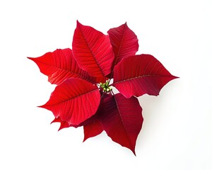 Poinsettia, top view isolated on a white background. Christmas flower, poinsettia in a red color. With a clipping path. Full depth of field.