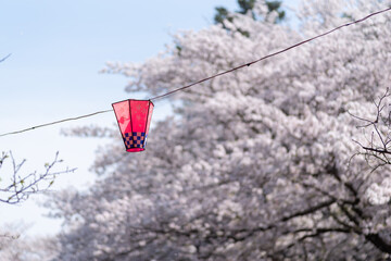 満開の公園の桜