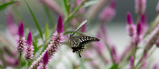 花の蜜を吸うアゲハチョウ