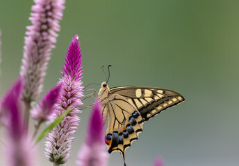 花の蜜を吸うアゲハチョウ
