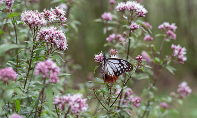 花の蜜を吸うアサギマダラ