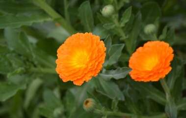Orange calendula flowers on natural background. Orange calendula flowers in natural environment.
