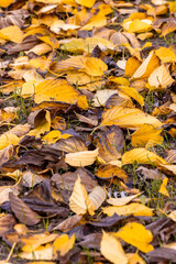 Tapis de feuilles aux couleurs de l'automne.