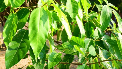 green leaves under sunlight