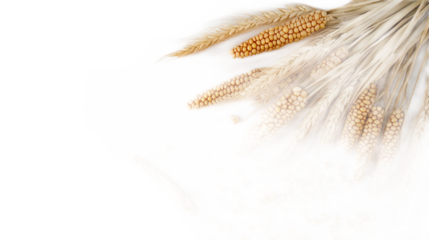 Harvested Wheat Sheaves with Grains on a Black Background