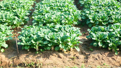 Lush Green Vegetable Plot Abundant with Radishes