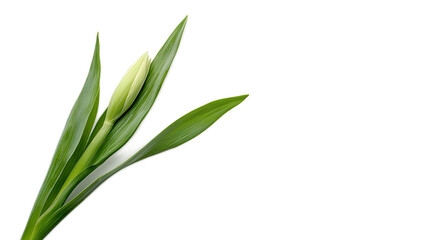 Fototapeta premium Delicate Green Leaf and Bud from a Closed Flower Against Black Background
