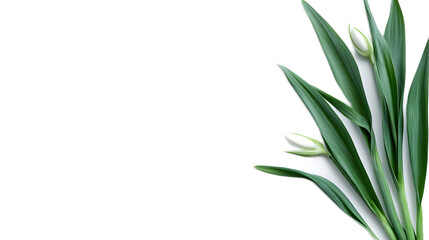 Obraz premium Fresh Green Leaves and White Flower Buds on Black Background