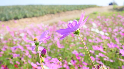 A field of beautiful pink cosmos flowers