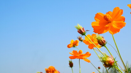 Obraz premium Blue Sky Background Framed with Orange Cosmos Flowers on the Right