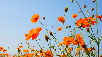 Blue Sky Background Framed with Orange Cosmos  © sulari