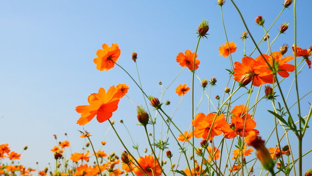 Blue Sky Background Framed with Orange Cosmos 