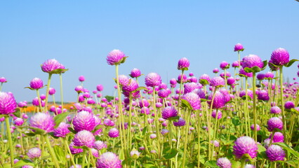 Fototapeta premium A field of purple globe amaranth flowers under a bright blue sky